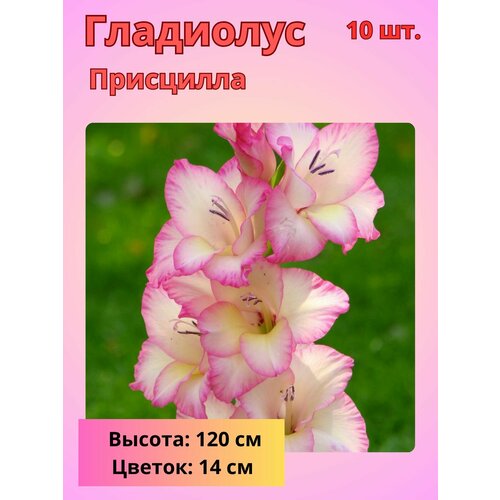 ���������� ��������� ��������������� ���������, �������� ����������