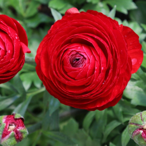 ���������� �������� ������, ����� �������, bulbs servise, ���������� ��� ( 10 ���� )