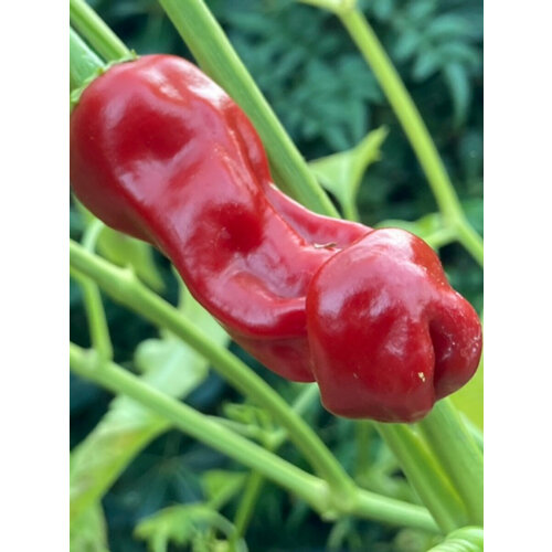    Peter pepper red, 5    , -, 