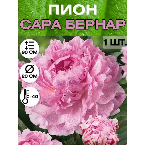 ���������� ���� �����������, ������ ������� ��� �������