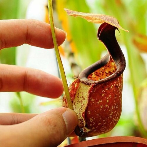  , Nepenthes Rafflesiana,  ,    , -, 