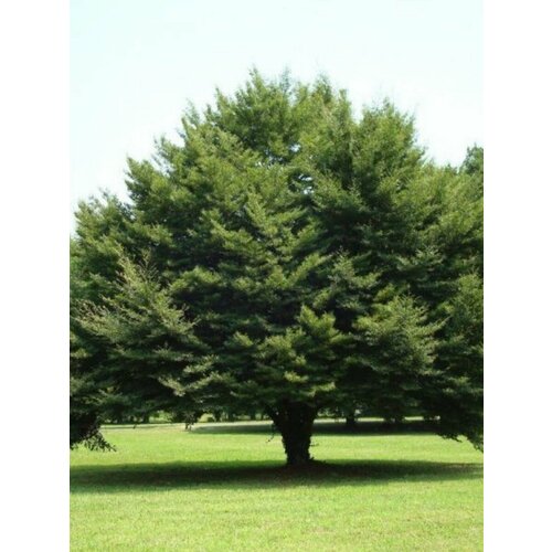 ���������� ������ ��� ����������� (Fagus sylvatica), 10 ����