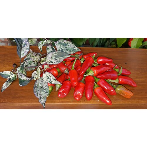      (Tricolor Variegated) / Seeds And Goods /   zip-lock   10    , -, 