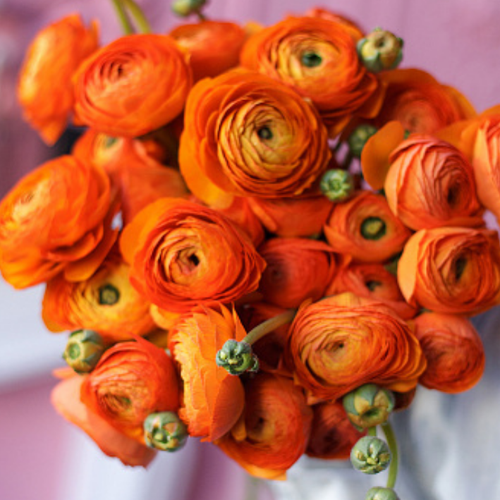 ���������� �������� ������, ���� �����, ���������� ORANGE ( 10 ������� )