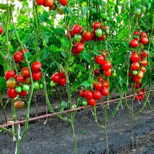 ���������� ������������� ������ ������ �������� ������