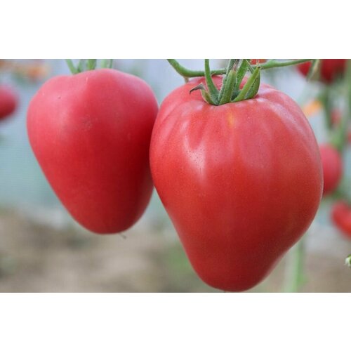 ���������� ������������� ������ ������ �������� ������