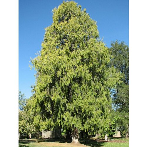    (Cupressus funebris), 30    , -, 