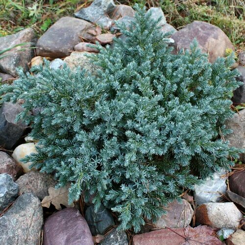 ���������� ������������ ���������� ��� ����