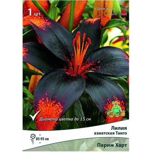 ���������� �������� ����� ����� ����� ���� 1 ��