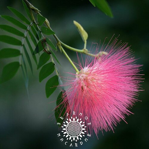    (. Albizia odoratissima) 15  Green Legacy   , -, 