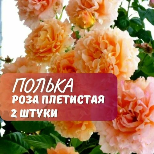 ���������� ���� ��������� ������ (Polka) / 2 ��, ���������, ������������� ����