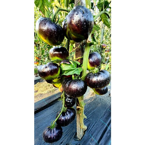 ���������� ������ ������ ������ ��������� (�lack Beauty) / Seeds And Goods / � �������� zip-lock ��� ���������� 10 �����