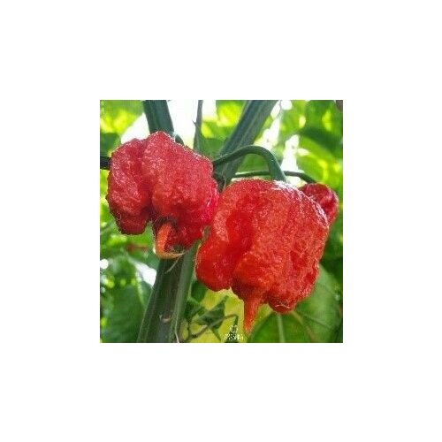     Carolina Reaper ( ), 5  + 