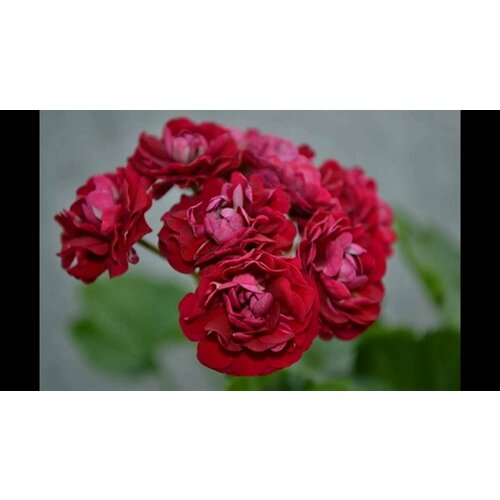 ���������� ������ ���������� ���������� ��������� ������� ����������� 4 �� 1 ��������