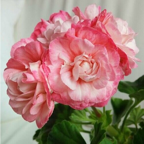 ���������� ������ ���������� ��������� �������� ������ 4 �� (1 �������� (O))