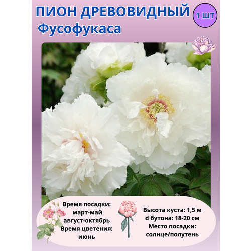 ���������� ���� ����������� ����������, ����������� ����� ��� ����