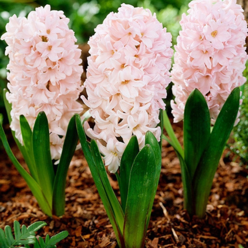 ���������� �������� ������, �hipollino flowers, ������� APRICOT PASSION (4 ��������)