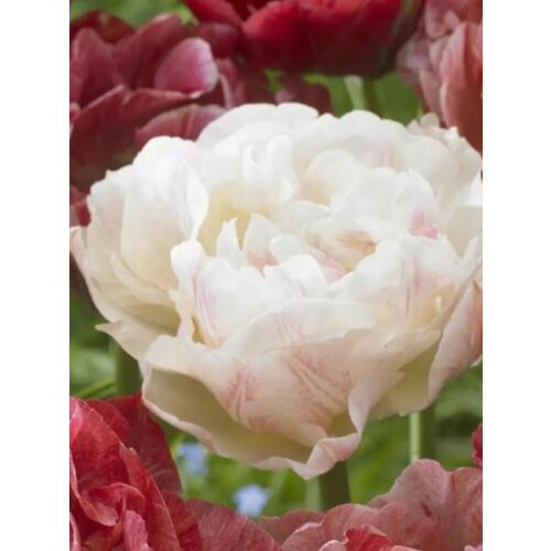 ���������� �������� ������� ������� - 2 ��.