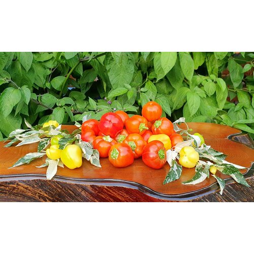 ���������� ������ ����� ������� ��������� ����������� ����������� (Mini Bell Variegated) / Seeds And Goods / � �������� zip-lock ��� ���������� 10 �����