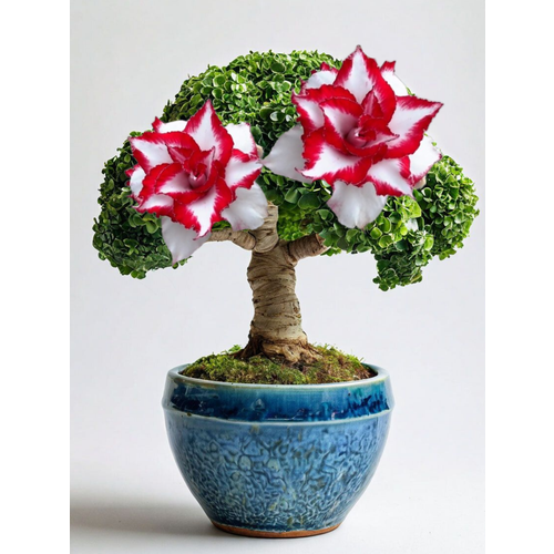 ���������� ������ �� ��������� 