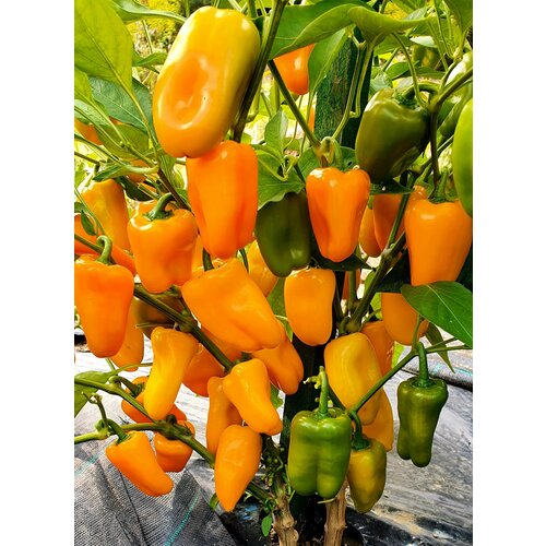 ���������� ������ ����� ������� �������� ������ (Lunchbox Yellow) / Seeds And Goods / � �������� zip-lock ��� ���������� 10 �����