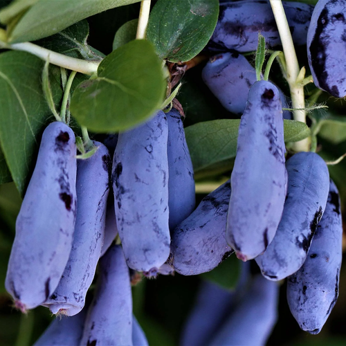 ���������� ������� ��������� ��������� ���������� ��������� ( 2 ���� , �2 , 20-40 �� )