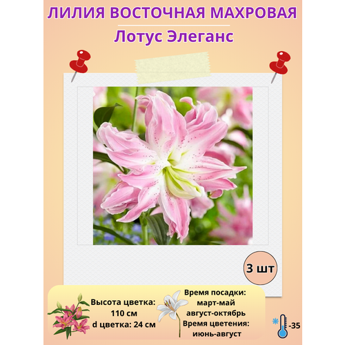 ���������� ����� ��������, ��������� ����� �������, ����������� �����