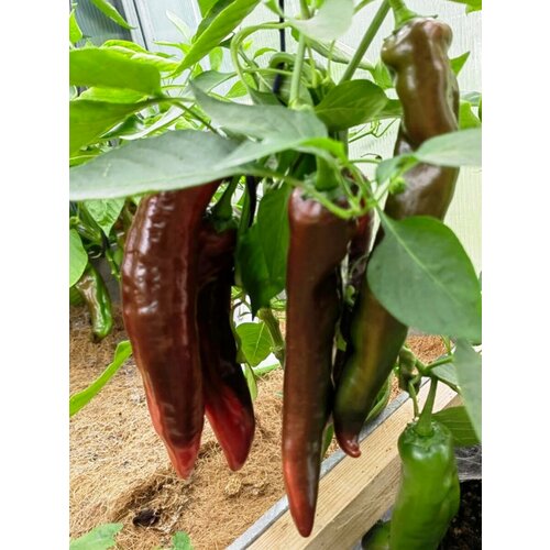 ���������� ������ ������� ����� ������� ����������, 5 ����