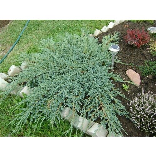 ���������� ������������ �������������� ���������