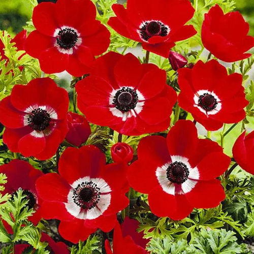 Anemone Hollandia ( 10  )   , -, 