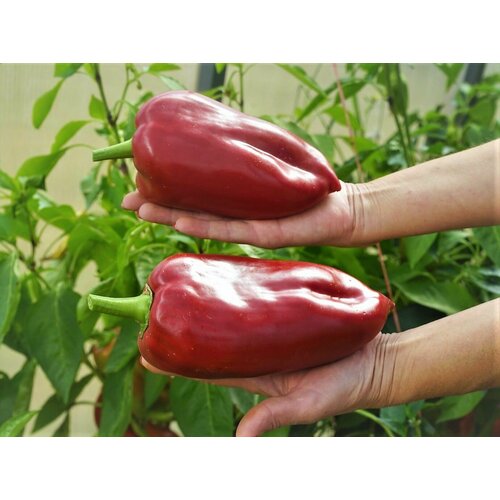 ���������� ������ ����� ������� ������ ������ (Ljubo's Palm) / Seeds And Goods / � �������� zip-lock ��� ���������� 15 �����