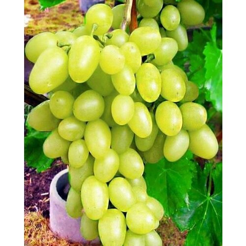 ���������� �������� �������