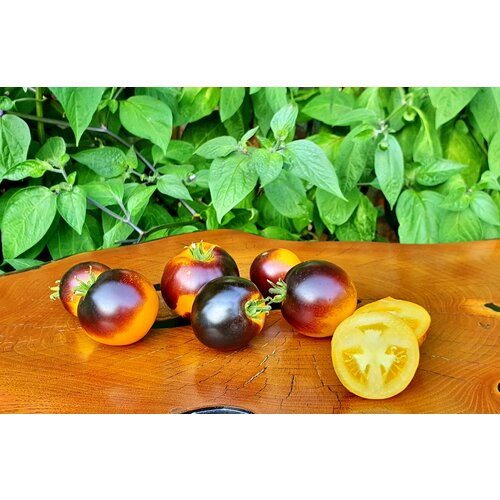     -   (Dwarf Project - Tomato Gondwana Moon) / Seeds And Goods /   zip-lock   10    , -, 