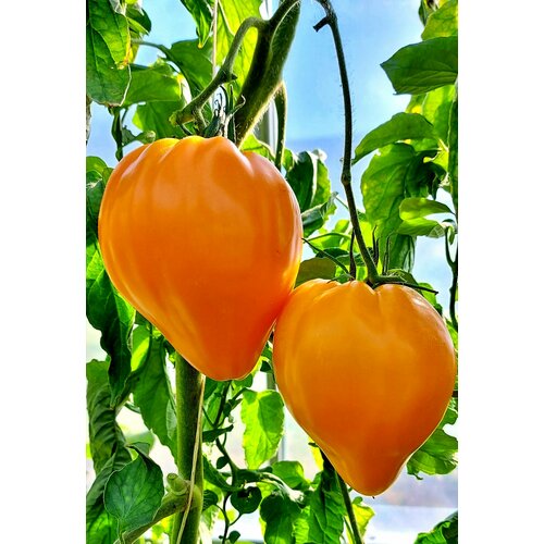 ���������� ������ ����� ������ ��� (Fox Nose) / Seeds And Goods / � �������� zip-lock ��� ���������� 10 �����