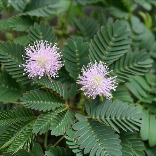    , Mimosa pudica 15 .   , -, 