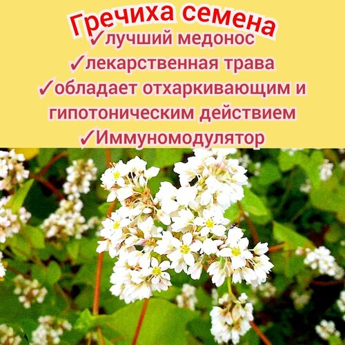 ���������� ������� ���������� 100��, ������ �������� � ������, ��� ����/ �������, ������� ������� premium