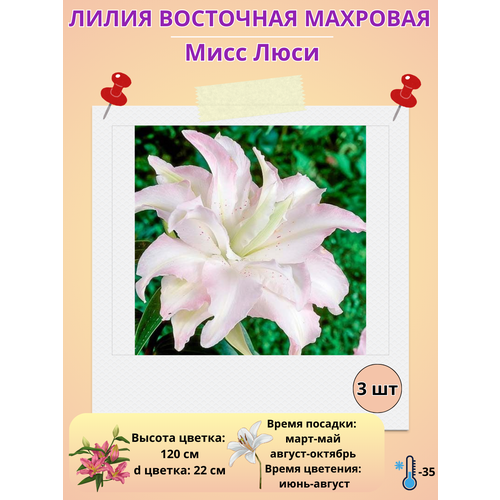 ���������� ����� ��������, ��������� ���� ����, ����������� �����