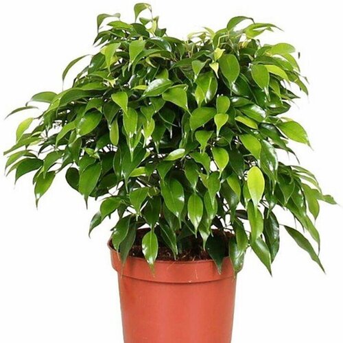    , Ficus benjamina 20 .   , -, 