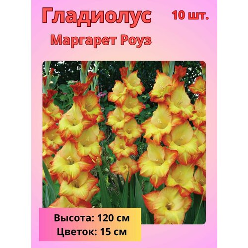 ���������� ��������� ��������������� �������� ����, �������� ����������