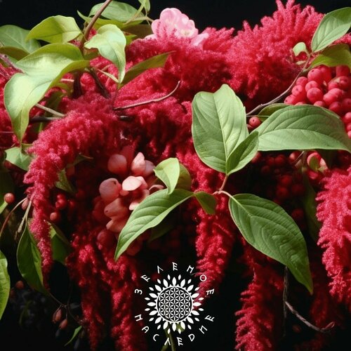���������� ������ ������� ������� (���. Amaranthus red) 250 �� �� Green Legacy