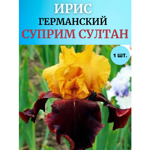 ���������� ���� �������� ������ ������, ����������� �����