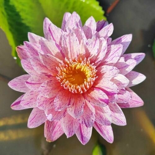 ���������� ������ 