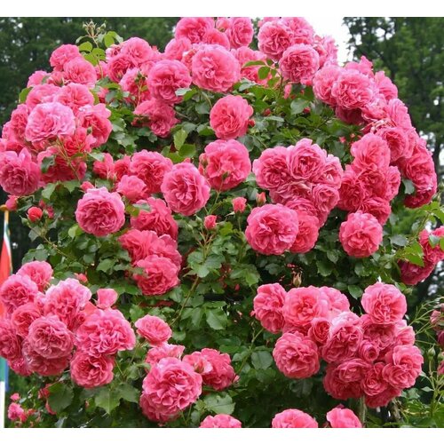 ���������� ������ ���� ��������� �������� ������� 5 ��. (1 ��������)