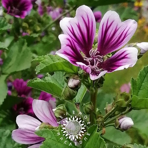     -   (. Malva sylvestris) 7 