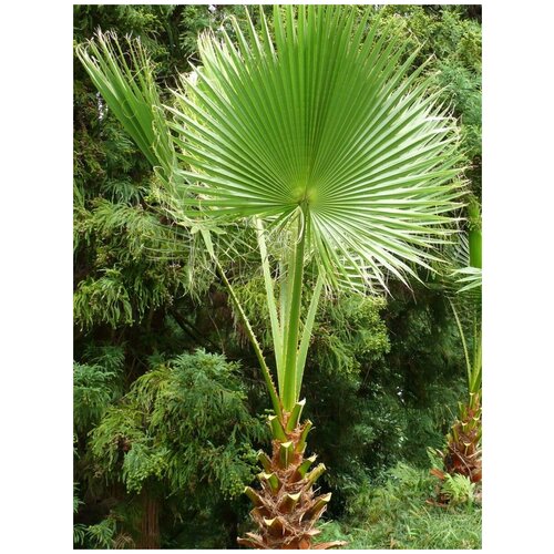 ���������� ������ ������ ����������� �������� (Washingtonia filifera), 5 ����