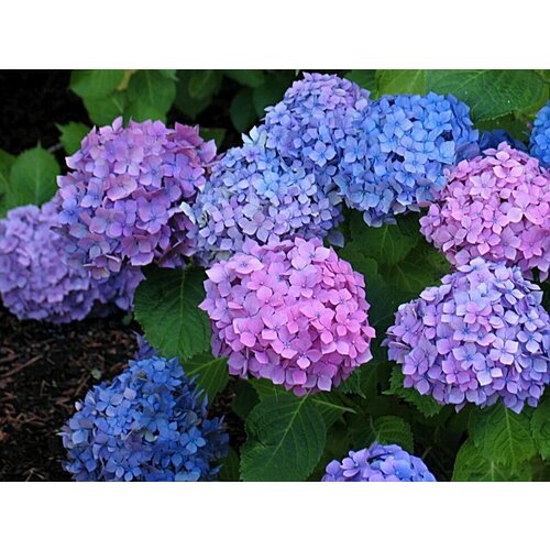 ���������� ������� ��������� ������������� ������� ( 2 ���� , �2 , 10-20 �� )