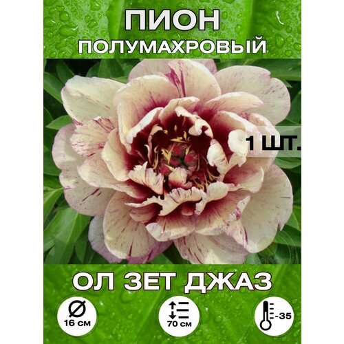 ���������� ���� �� ��� ����, ���������