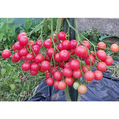 ���������� ������ ������ ������� ����� ����������� (Rose Quartz) / Seeds And Goods / � �������� zip-lock ��� ���������� 10 �����