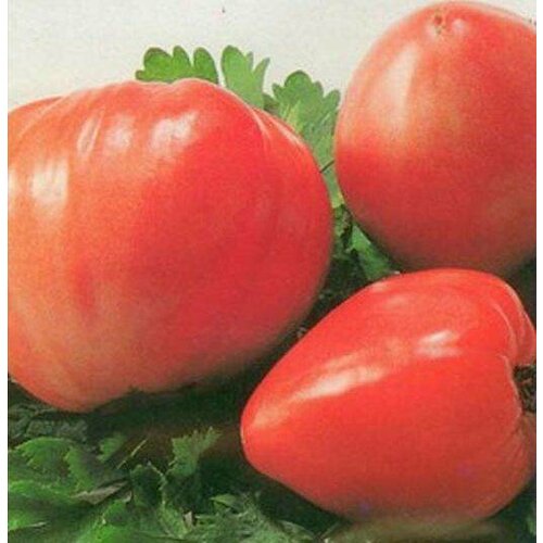 ���������� ������ ����� ��������, �������. ��800�. (�����)