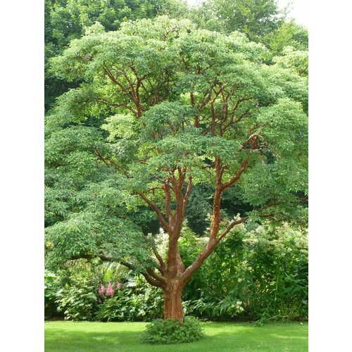      (Acer griseum), 10 